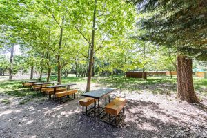 mesas y bancos de madera bajo árboles frondosos
