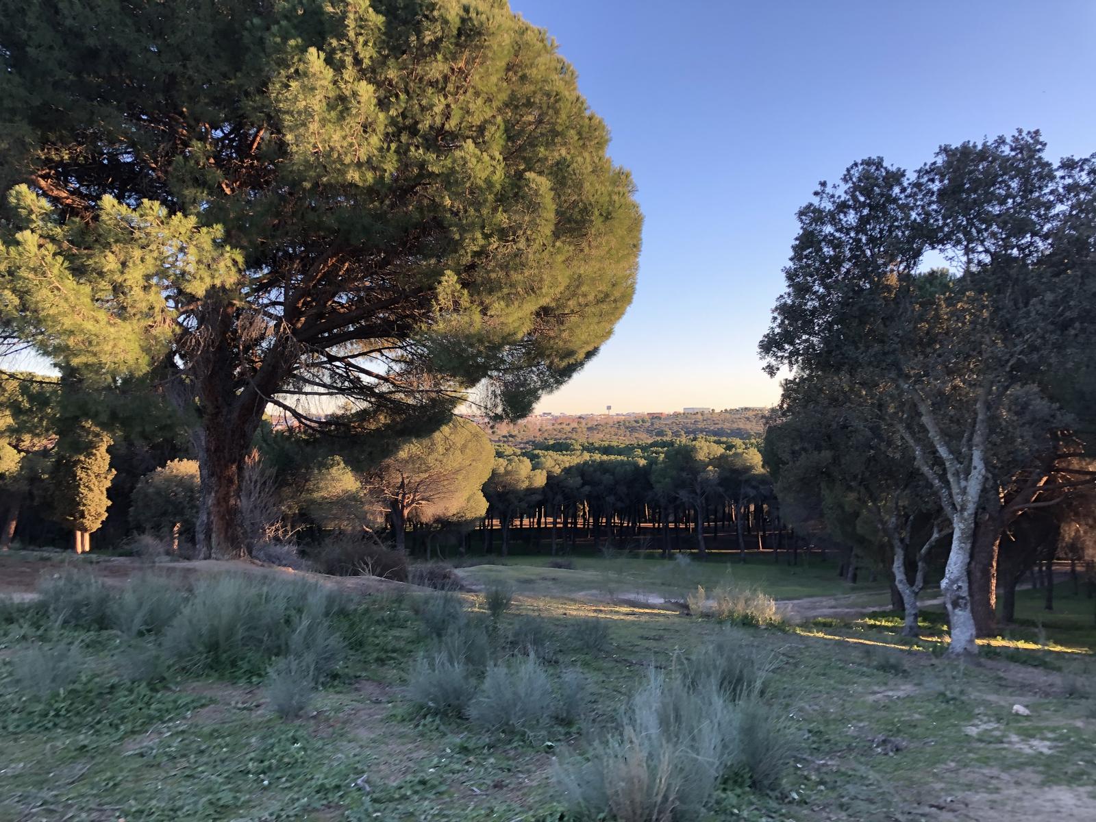 paisaje de pinar y campo abierto al atardecer