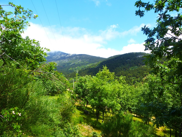valle verde con árboles y montañas al fondo